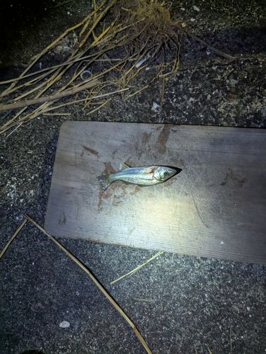 セイゴ（ヒラスズキ）の釣果