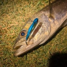 シーバス
