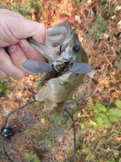 ラージマウスバスの釣果