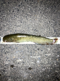 ナマズの釣果