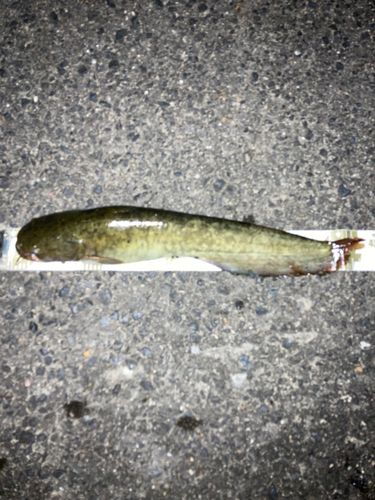 ナマズの釣果