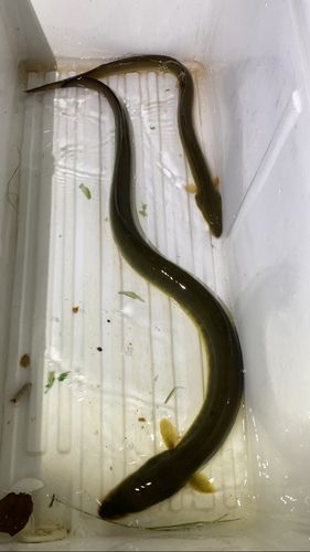 ウナギの釣果