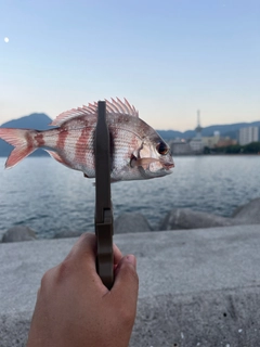 チャリコの釣果