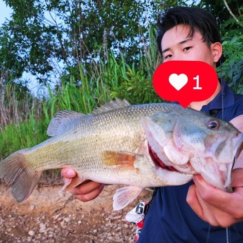 ブラックバスの釣果