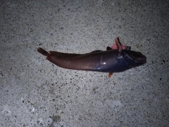 ドンコの釣果