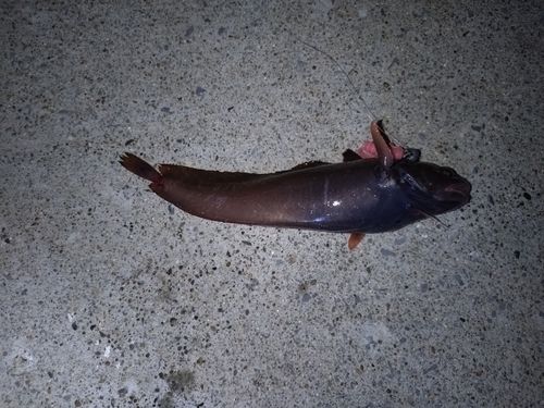 ドンコの釣果