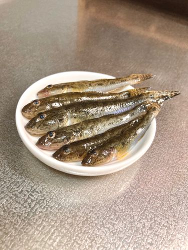ハゼの釣果