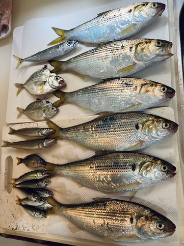 コノシロの釣果