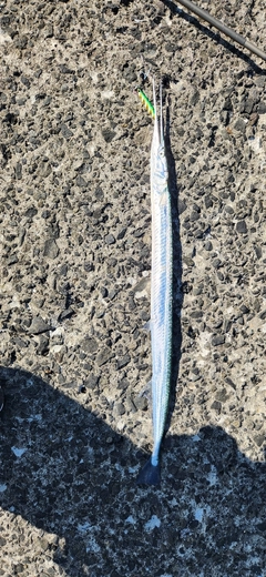 ダツの釣果