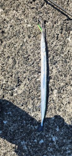 ダツの釣果