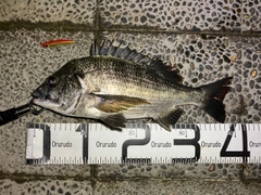 クロダイの釣果
