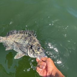 クロダイ