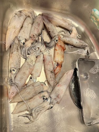 ケンサキイカの釣果