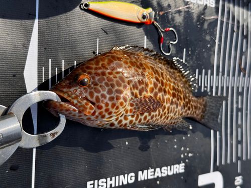 オオモンハタの釣果