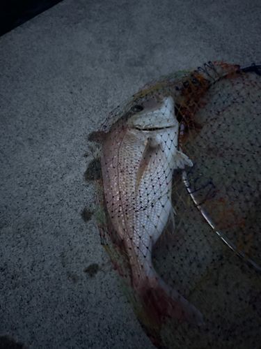 タイの釣果