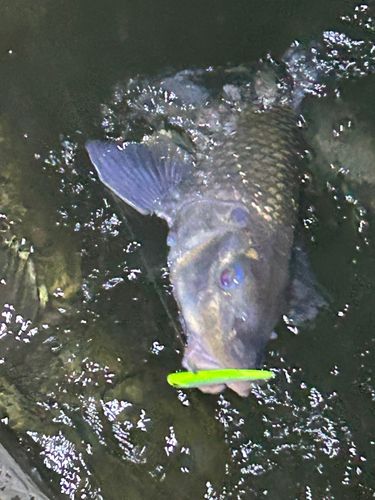 ニゴイの釣果