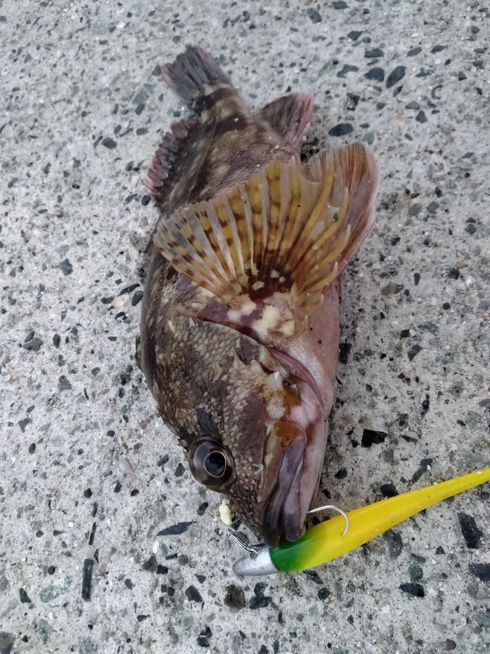 カサゴ