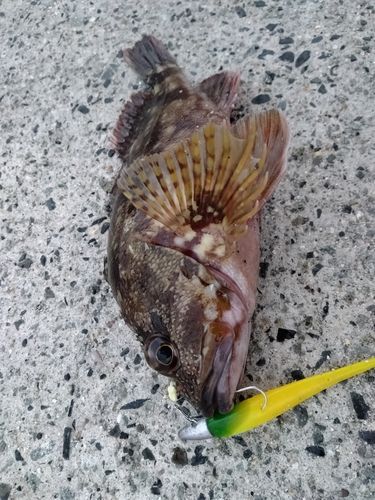 カサゴの釣果