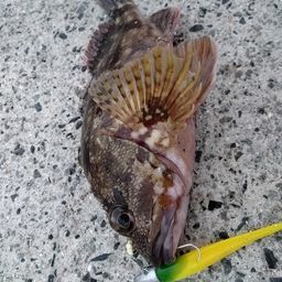 カサゴ