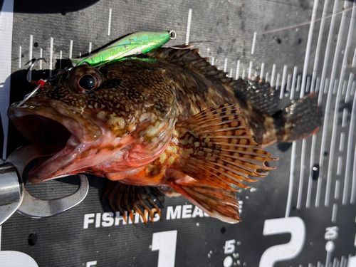 アラカブの釣果