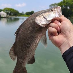 ラージマウスバス