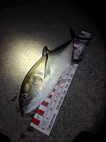 ギンガメアジの釣果