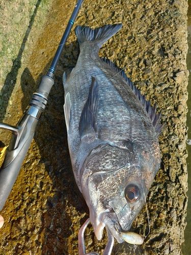 チヌの釣果