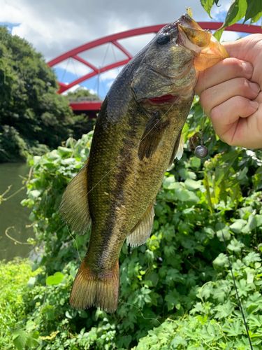 ブラックバスの釣果