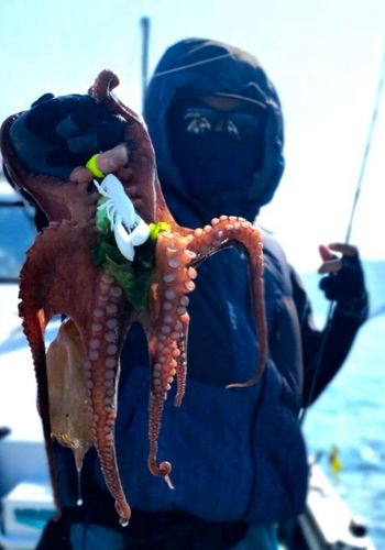 タコの釣果