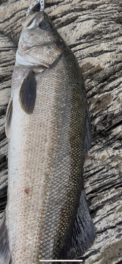 マルスズキの釣果