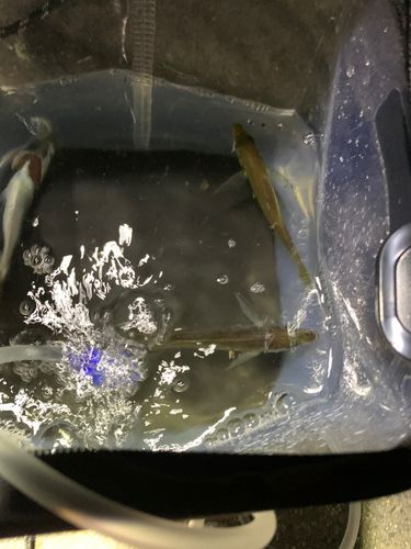 マアジの釣果