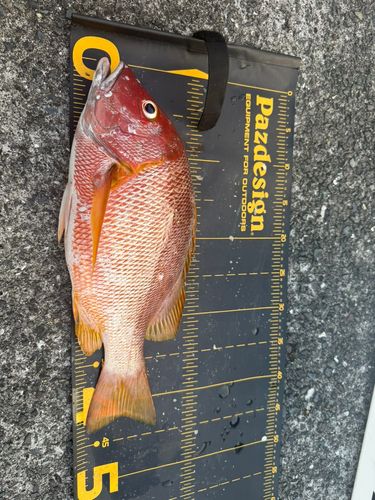 シブダイの釣果