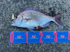 タイの釣果