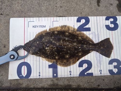 ソゲの釣果