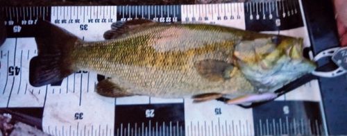 ブラックバスの釣果