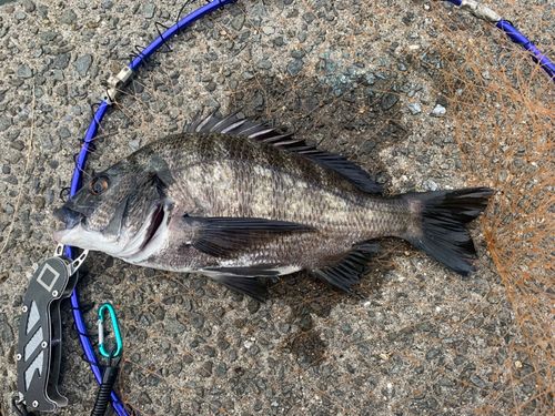 チヌの釣果