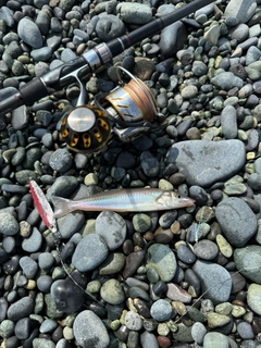 シロギスの釣果