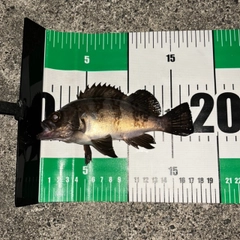 シロメバルの釣果