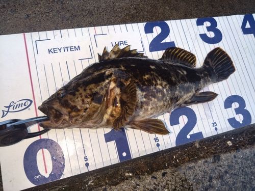 ベッコウゾイの釣果