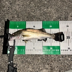 フッコ（マルスズキ）の釣果