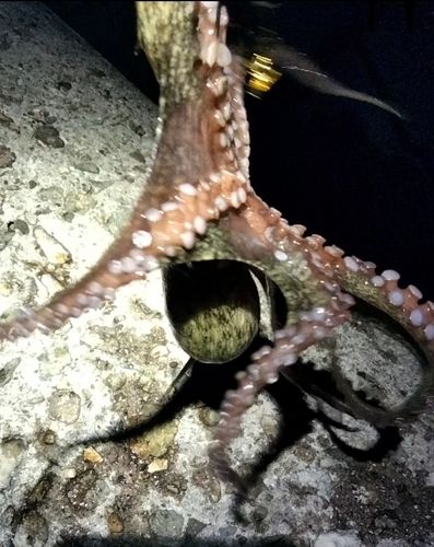 タコの釣果