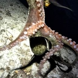 タコ