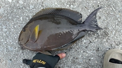 クロハギの釣果