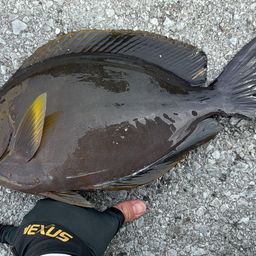 クロハギ