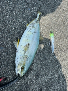 ワカシの釣果