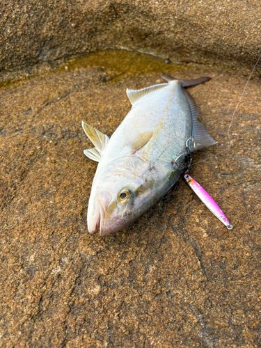 ネリゴの釣果