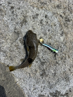 フグの釣果