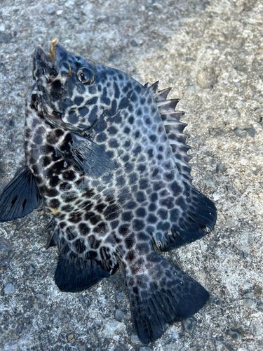 イシガキダイの釣果