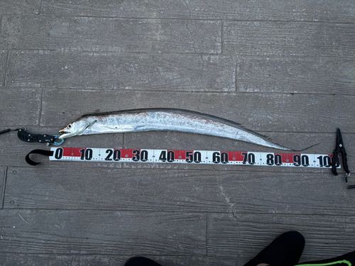 タチウオの釣果