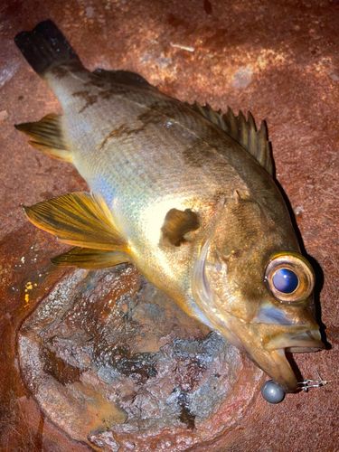 メバルの釣果
